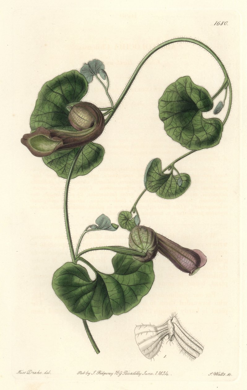 Chilijski Aristoloche lub Fox Ears - S. Watts Strong Water z ilustracji Sarah Anne Drake (1803-1857), z rejestru botanicznego autorstwa Sydenham Teast Edwards