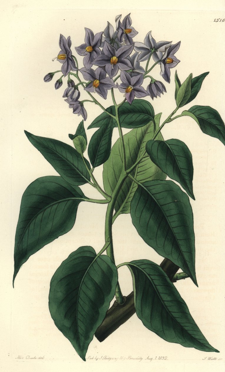 Chilijskie drzewo ziemniaczane lub solanum o liściach karbowanych. Ręcznie barwiony miedzioryt autorstwa S. Wattsa według ilustracji panny Sarah Drake z rejestru botanicznego Sydenham Edwards, Ridgeway, Londyn autorstwa Sydenham Teast Edwards