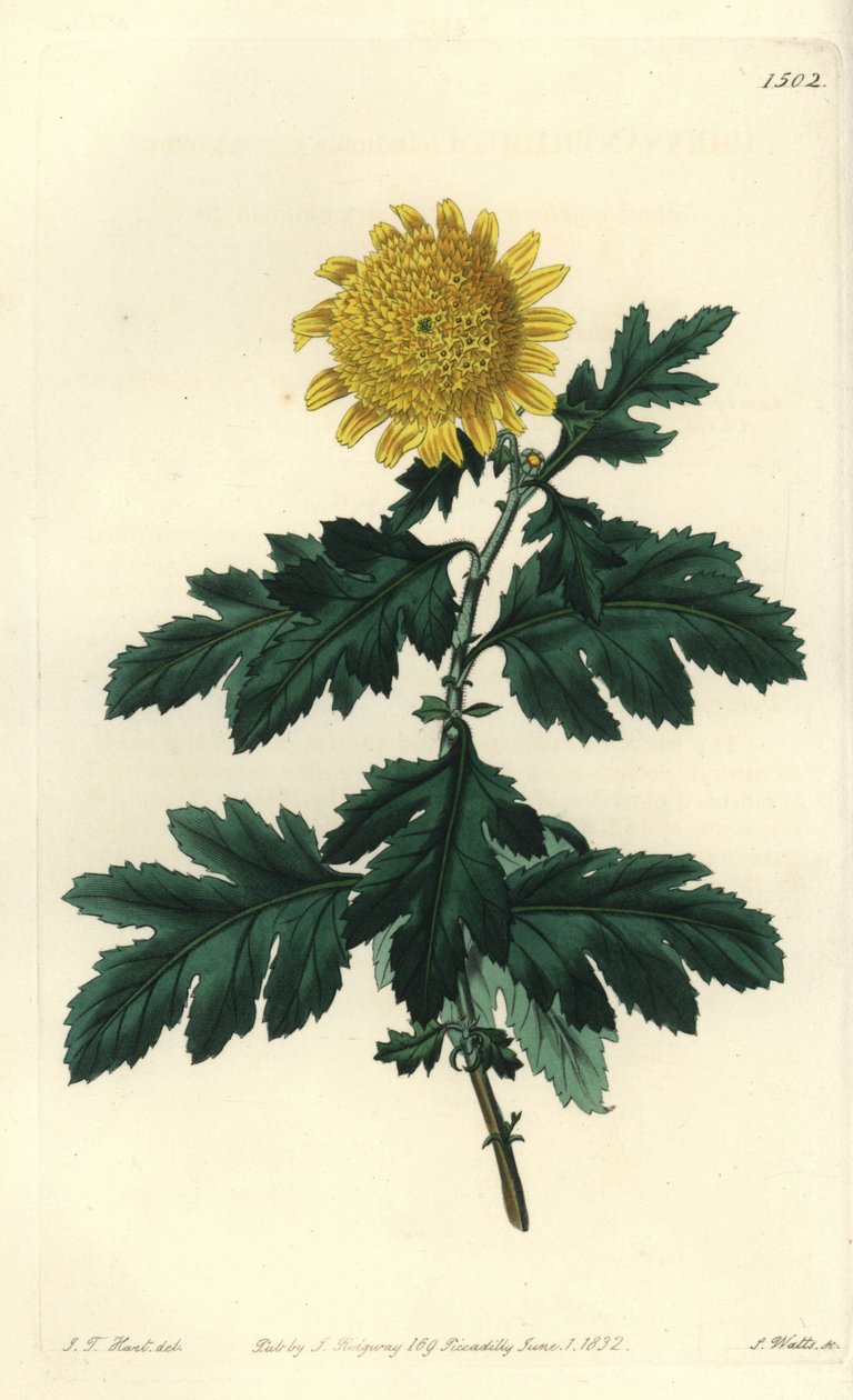 Rumianek chiński lub chryzantema indyjska - Podwójnie żółta chryzantema indyjska, Chrysanthemum indicum var. plenum. Ręcznie barwiony miedzioryt autorstwa S. Wattsa według ilustracji J.T. Hart z rejestru botanicznego Sydenham Edwards, Ridgeway, Londyn autorstwa Sydenham Teast Edwards