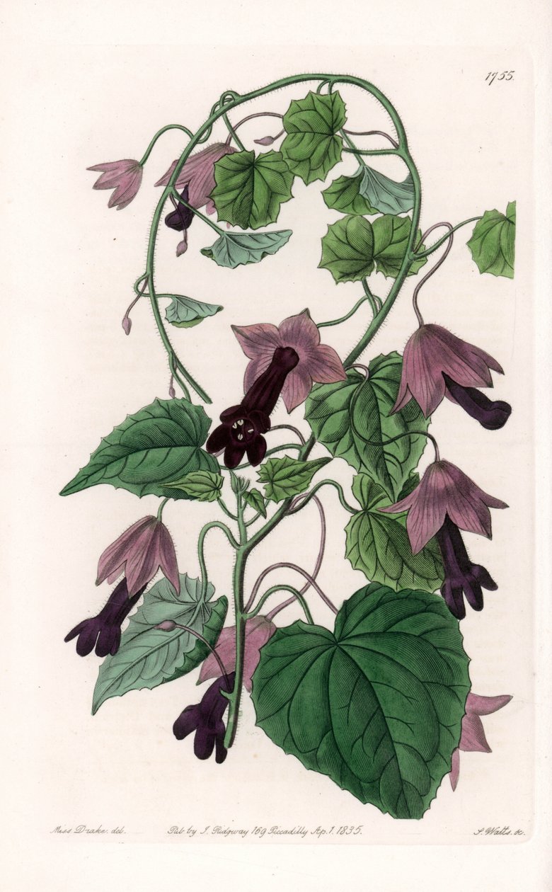 Chiński kapelusz - tabliczka grawerowana przez S.Wattsa, z ilustracji Sarah Anne Drake (1803-1857), z rejestru botanicznego Sydenham Edwards (1768-1819), Anglia autorstwa Sydenham Teast Edwards