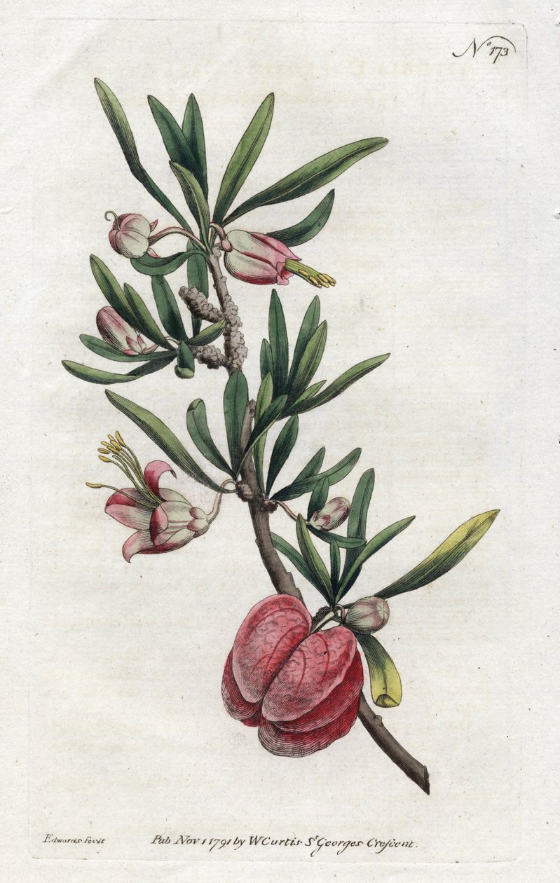 Chińska latarnia lub Nymania - Litografia Sydenhama Edwardsa (1768-1819), z Botanical Magazine Williama Curtisa (1746-1799) autorstwa Sydenham Teast Edwards