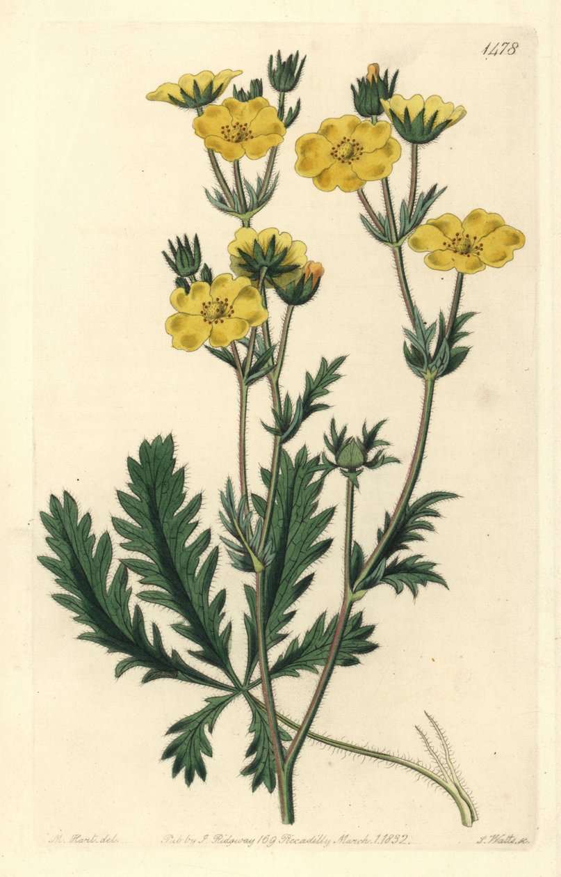Pięciolistna sukienka - Pięciornik postrzępiony, Potentilla laciniosa. Ręcznie barwiony miedzioryt autorstwa S. Wattsa wg ilustracji M. Harta z Sydenham Edwards