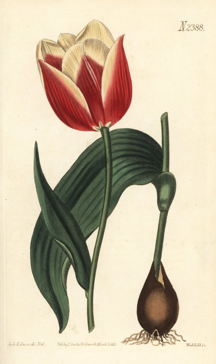 Tulipan Claramond, Tulipa suaveolens var. latifolia. Ręcznie barwiony miedzioryt autorstwa Weddella według ilustracji botanicznej Sydenhama Edwardsa z magazynu botanicznego Williama Curtisa, Samuel Curtis, Londyn autorstwa Sydenham Teast Edwards