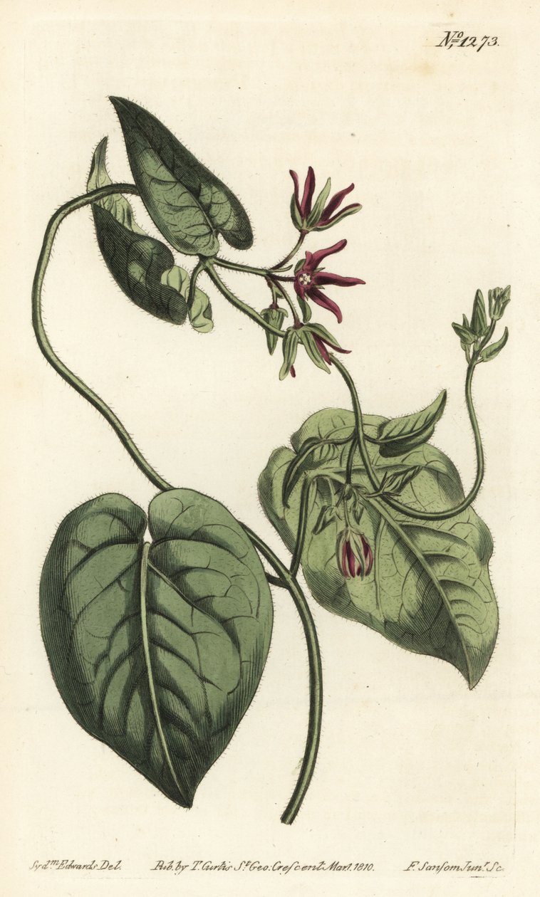 Pnącze pnącze, Matelea obliqua (cynanchum dziewiczy, Cynanchum przebarwiony). Ręcznie barwiony miedzioryt autorstwa F. Sansoma Jr. według ilustracji Sydenhama Edwardsa z magazynu botanicznego Williama Curtisa, T. Curtis, Londyn autorstwa Sydenham Teast Edwards