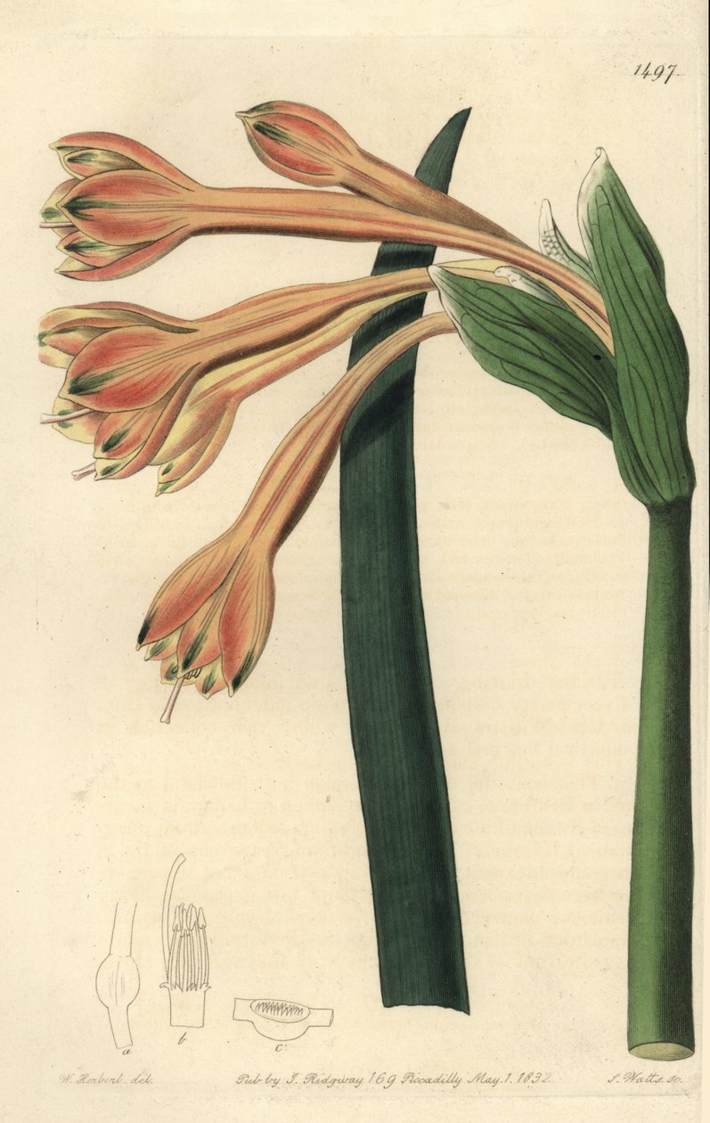 Clinanthus fulvus (Tawny coburgia, Coburgia fulva). Ręcznie barwiony miedzioryt autorstwa S. Wattsa według ilustracji Williama Herberta z Sydenham Edwards