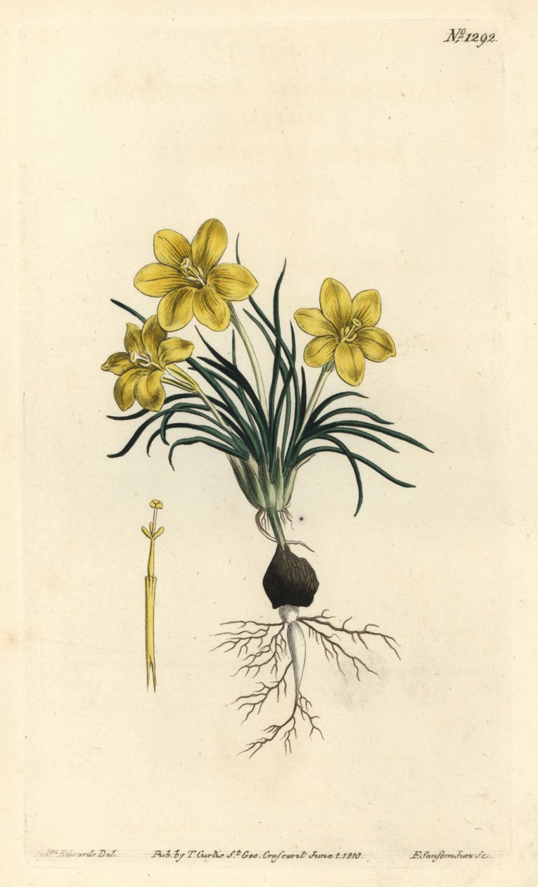 Moraea fugacissima (galaktyka wąskolistna, Galaxia graminea). Ręcznie barwiony miedzioryt autorstwa F. Sansoma Jr. według ilustracji Sydenhama Edwardsa z magazynu botanicznego Williama Curtisa, T. Curtis, Londyn autorstwa Sydenham Teast Edwards