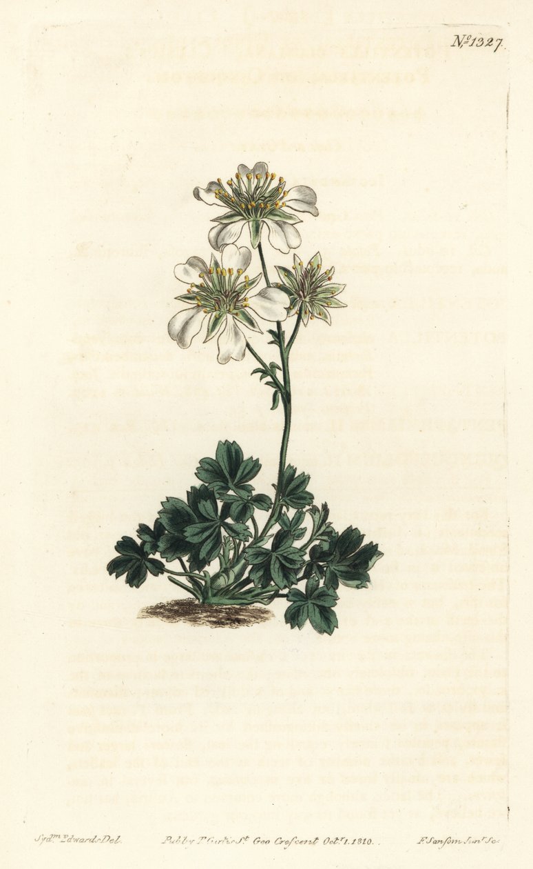Clusius cinquefoil - Clusius cinquefoil, Potentilla clusiana. Ręcznie barwiony miedzioryt autorstwa F. Sansoma Jr. według ilustracji Sydenhama Edwardsa z magazynu botanicznego Williama Curtisa, T. Curtis, Londyn autorstwa Sydenham Teast Edwards