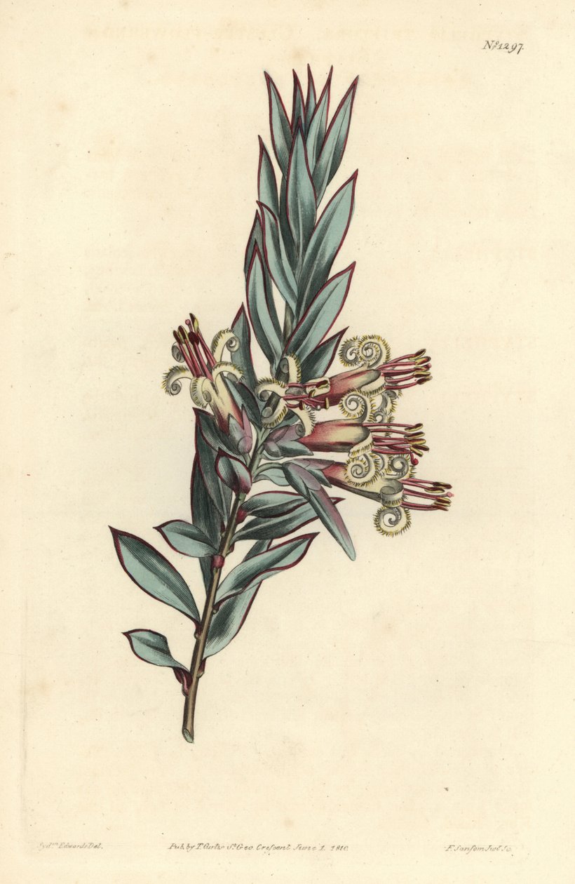 Klaster kwitnie styfelia, styfelia triflora. Ręcznie barwiony miedzioryt autorstwa F. Sansoma Jr. według ilustracji Sydenhama Edwardsa z magazynu botanicznego Williama Curtisa, T. Curtis, Londyn autorstwa Sydenham Teast Edwards