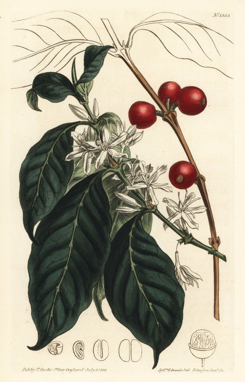 Ekspres do kawy arabica - Drzewo kawowe, Coffea arabica. Ręcznie barwiony miedzioryt autorstwa F. Sansoma Jr. według ilustracji Sydenhama Edwardsa z magazynu botanicznego Williama Curtisa, T. Curtis, Londyn autorstwa Sydenham Teast Edwards