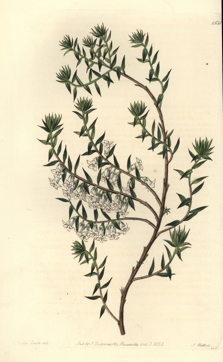 Wrzosiec pospolity, Epicris impressa (Snowy epacris, Epicris nivalis). Ręcznie barwiony miedzioryt autorstwa S. Wattsa według ilustracji panny Sarah Drake z rejestru botanicznego Sydenham Edwards, Ridgeway, Londyn autorstwa Sydenham Teast Edwards