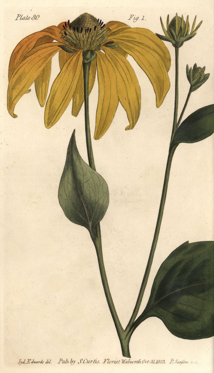 Jeżówka lub czarnooka Susan, Rudbeckia hirta, Polygamia frustranea. Ręcznie kolorowany miedzioryt autorstwa F. Sansoma przedstawiający ilustrację botaniczną Sydenhama Edwardsa do wykładów Williama Curtisa na temat botaniki, dostarczony w Ogrodzie Botaniczn autorstwa Sydenham Teast Edwards