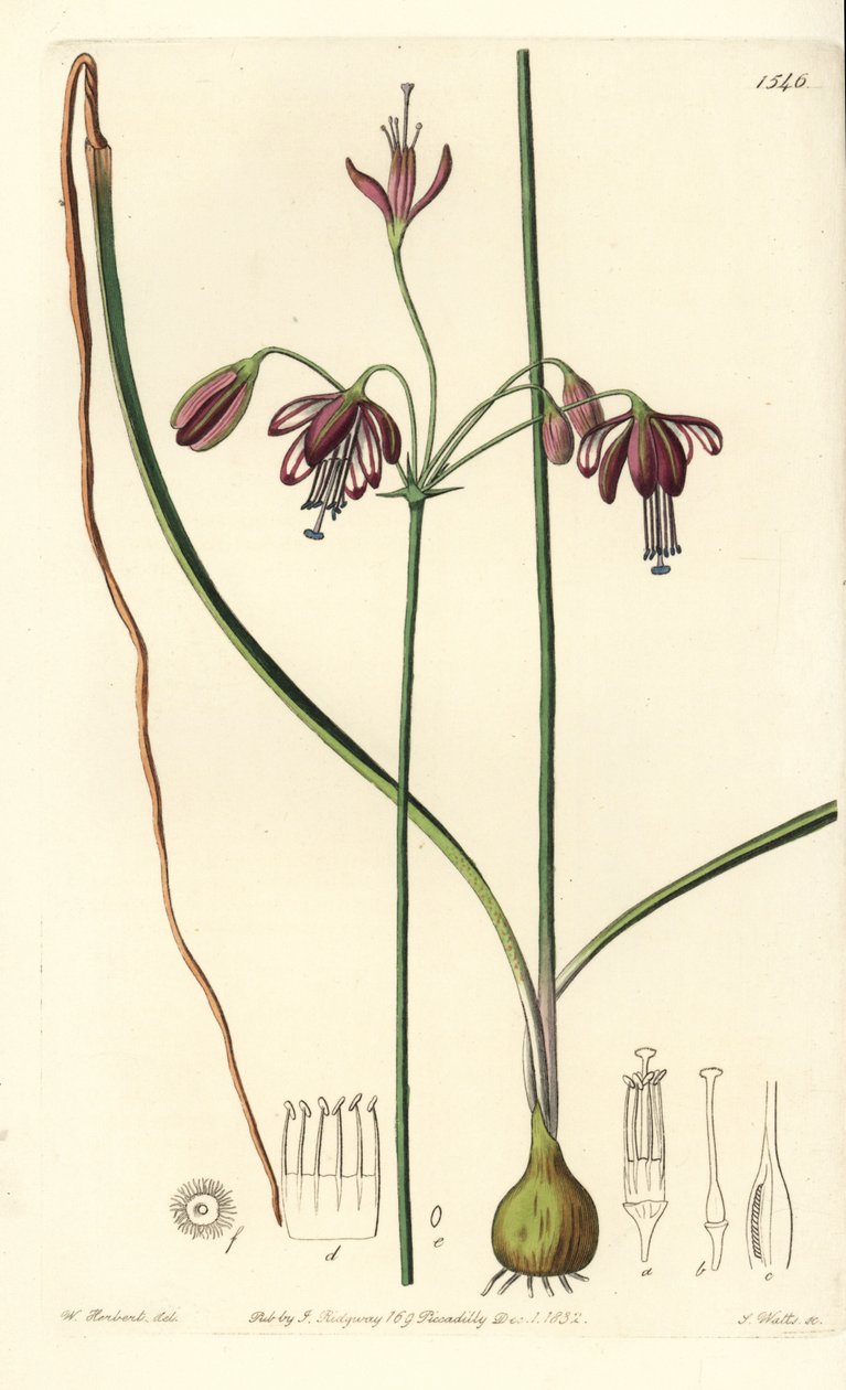 Koral z Meksyku lub kropla koralowca - Coral drops, Bessera elegans (Pharium o liściach pustych, Pharium fistulosum). Ręcznie barwiony miedzioryt autorstwa S. Wattsa według ilustracji Williama Herberta z Sydenham Edwards