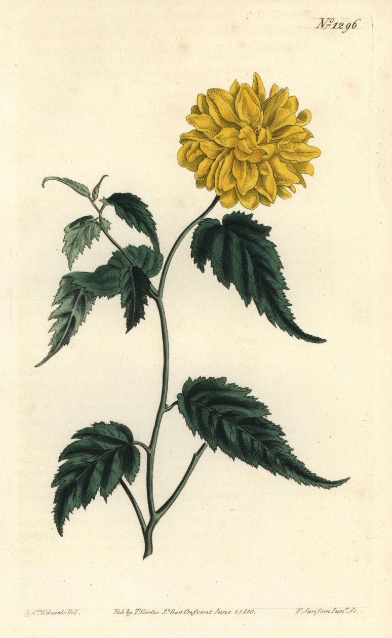 Corete du Japon - Róża japońska dwukwiatowa, Kerria japonica (Chorus japonicus dwukwiatowy, Corchorus japonicus var. flore pleno). Ręcznie barwiony miedzioryt autorstwa F. Sansoma Jr. według ilustracji Sydenhama Edwardsa z Bota Williama Curtisa autorstwa Sydenham Teast Edwards