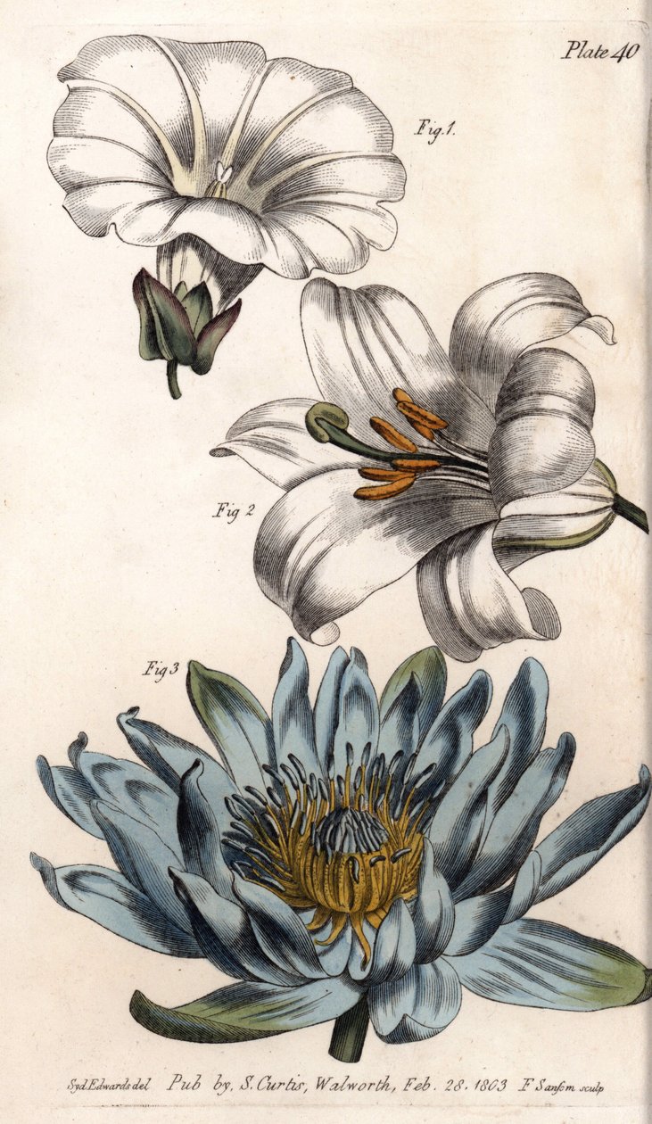 Corolla: krawędź pola (kwiat ma pojedynczy płatek), lilia (sześciopłat) i lilia (polipetal). Kolorowa miedzioryt, ilustracja Sydenham Edwards (1768-1819) dla Konferencji Botanicznej, Ogród Botaniczny Lambeth (Anglia) autorstwa Sydenham Teast Edwards