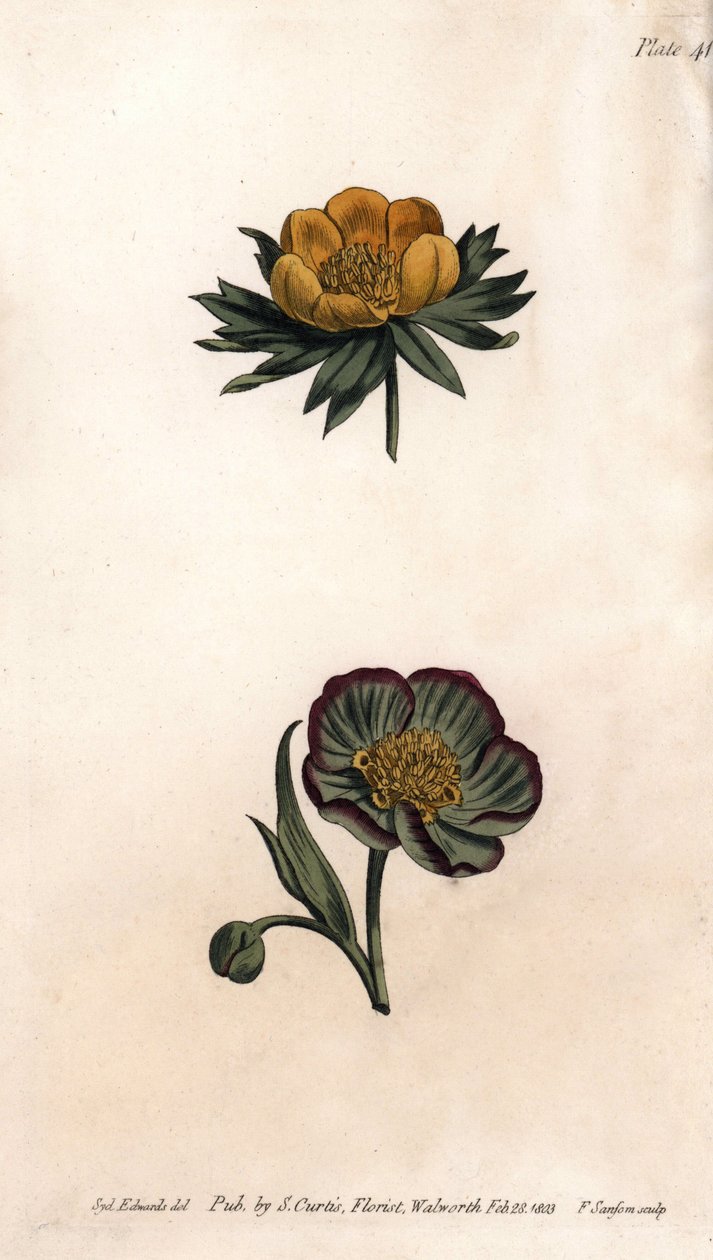Korona erantu zimowego (albo ciemiernik lub akonit zimowy) i ciemiernik fetydowy. Kolorowa miedzioryt, ilustracja Sydenham Edwards (1768-1819) dla Konferencji Botanicznej, Ogród Botaniczny Lambeth (Anglia) autorstwa Sydenham Teast Edwards