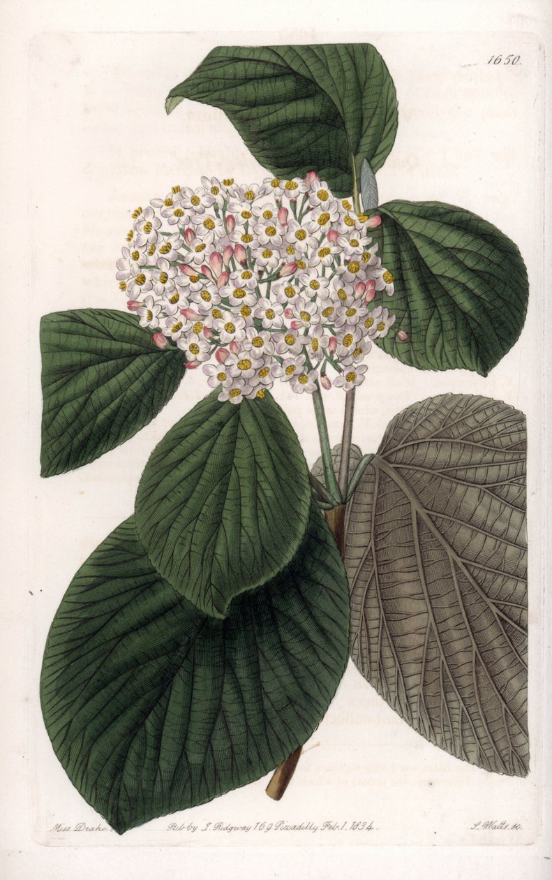 Cotton Viorne - Grawerowana tablica autorstwa S.Wattsa, z ilustracji Sarah Anne Drake (1803-1857), z rejestru botanicznego Sydenham Edwards (1768-1819), Anglia autorstwa Sydenham Teast Edwards
