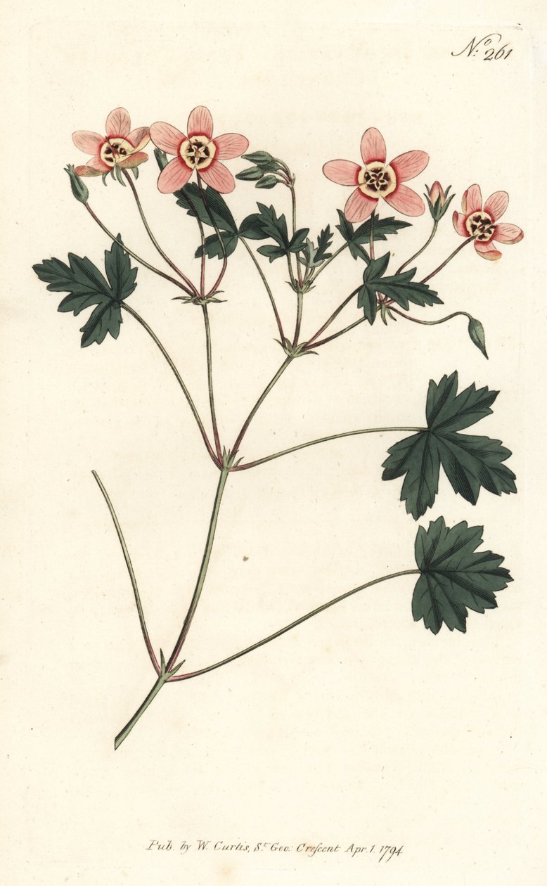 Dziób żurawia (lub dziób bociana) - Dziób żurawia w kolorze miąższu, Erodium incarnatum. Ręcznie barwiony miedzioryt autorstwa Sansoma według ilustracji Sydenhama Edwardsa z magazynu Botanical Magazine Williama Curtisa, Londyn autorstwa Sydenham Teast Edwards