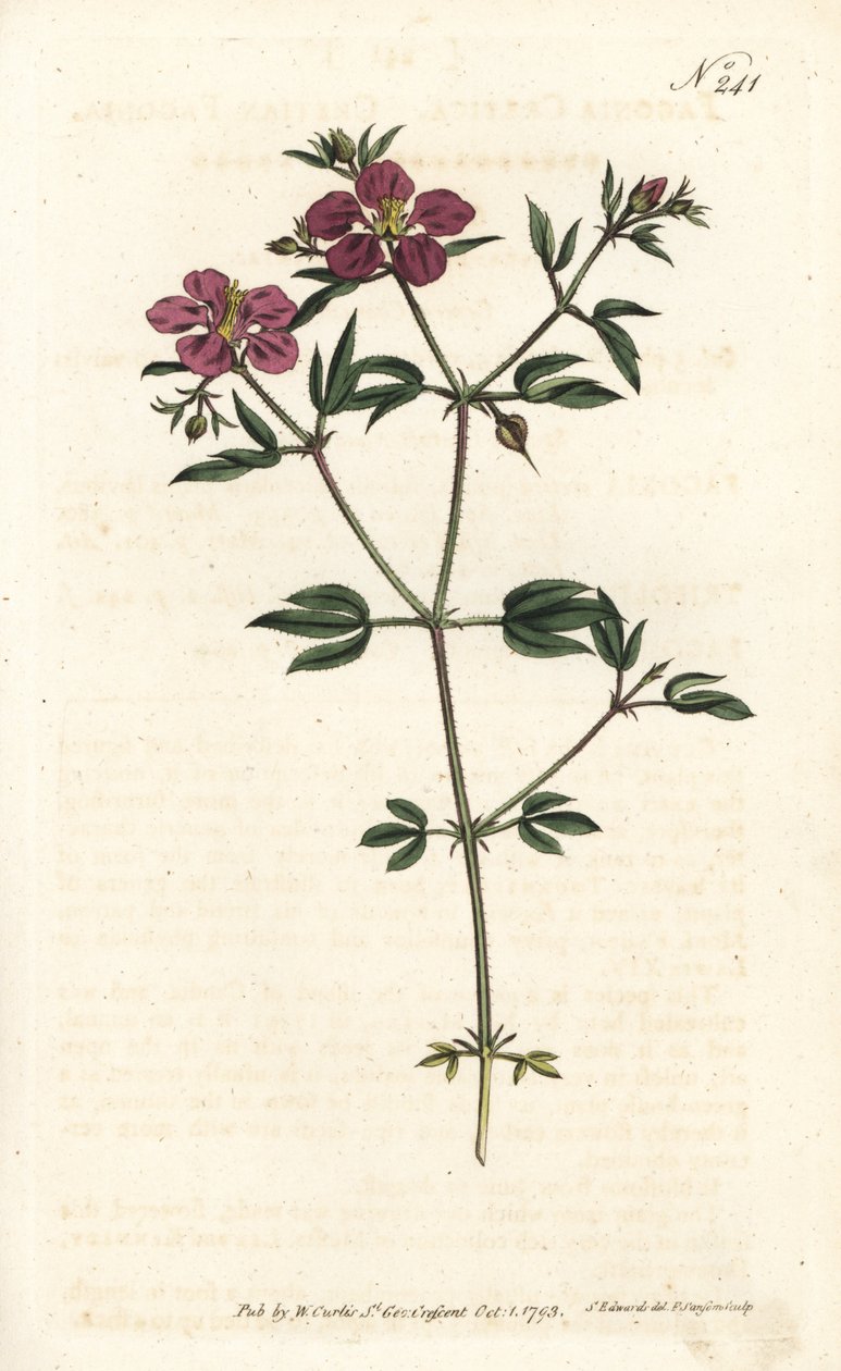 Kreta Fagonia - Fagonia kretyńska, Fagonia cretica. Ręcznie barwiony miedzioryt autorstwa Sansoma według ilustracji Sydenhama Edwardsa z magazynu Botanical Magazine Williama Curtisa, Londyn autorstwa Sydenham Teast Edwards