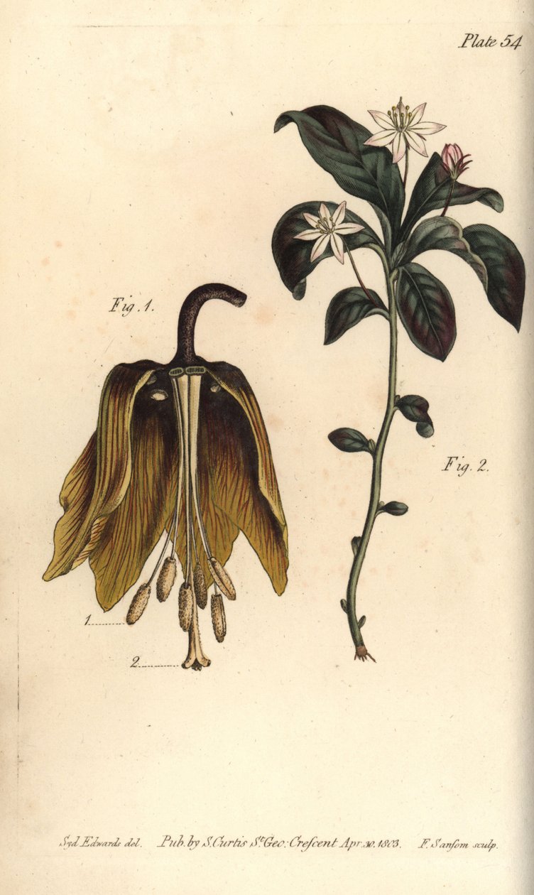 Kwiat cesarski, Fritillaria imperialis, Haustrria autorstwa Sydenham Teast Edwards