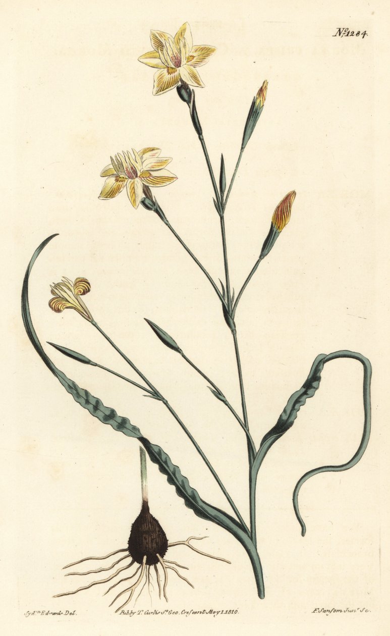 Moraea z zawiniętymi liśćmi, Moraea crispa. Ręcznie barwiony miedzioryt autorstwa F. Sansoma Jr. według ilustracji Sydenhama Edwardsa z magazynu botanicznego Williama Curtisa, T. Curtis, Londyn autorstwa Sydenham Teast Edwards