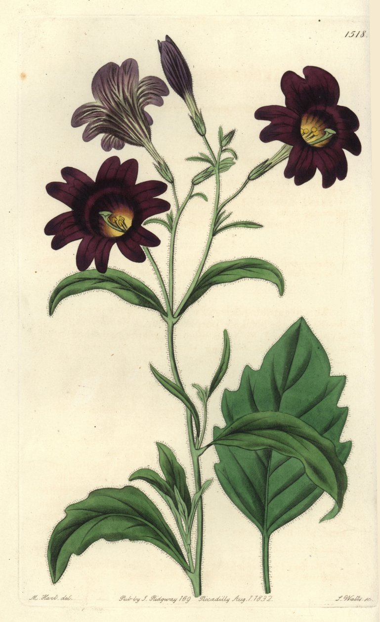 Curvy Salpiglossis - Malowany język, Salpiglossis sinuata (ciemnofioletowy salpiglossis, Salpiglossis atropurpurea). Ręcznie barwiony miedzioryt autorstwa S. Wattsa wg ilustracji M. Harta z Sydenham Edwards