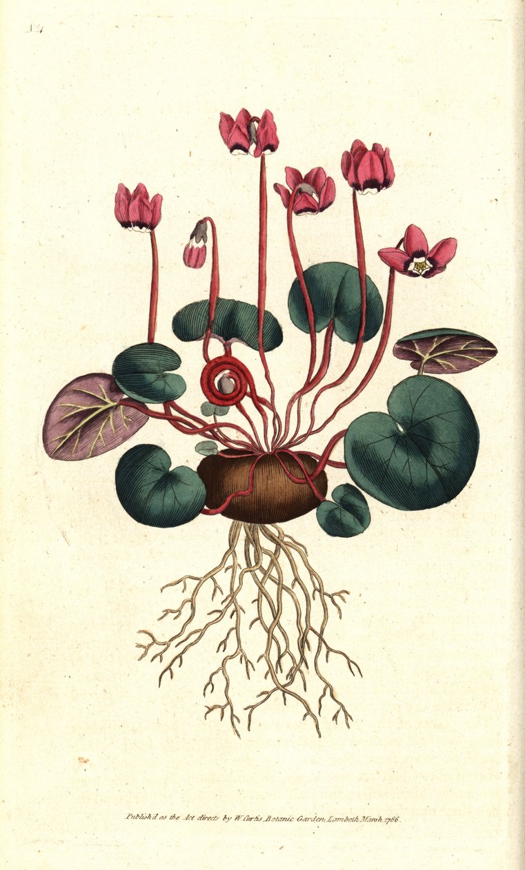 Cyclamen de Cos lub Caucasus - Cyklamen okrągłolistny, Cyclamen coum. Ręcznie kolorowany miedzioryt według ilustracji botanicznej autorstwa Jamesa Sowerby