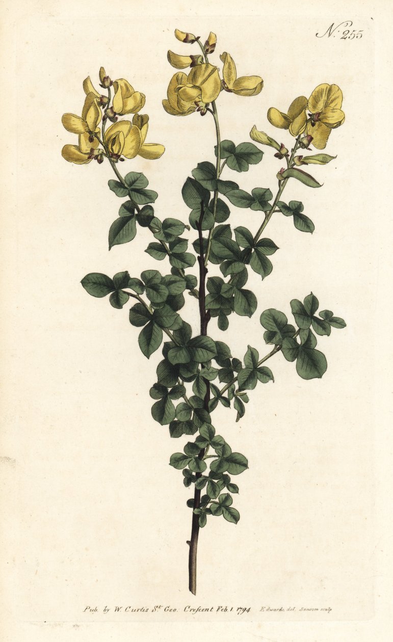 Cytisophyllum sessilifolium (Cytisus sessilifolius zwyczajny, Cytisus sessilifolius). Ręcznie barwiony miedzioryt autorstwa Sansoma według ilustracji Sydenhama Edwardsa z magazynu Botanical Magazine Williama Curtisa, Londyn autorstwa Sydenham Teast Edwards