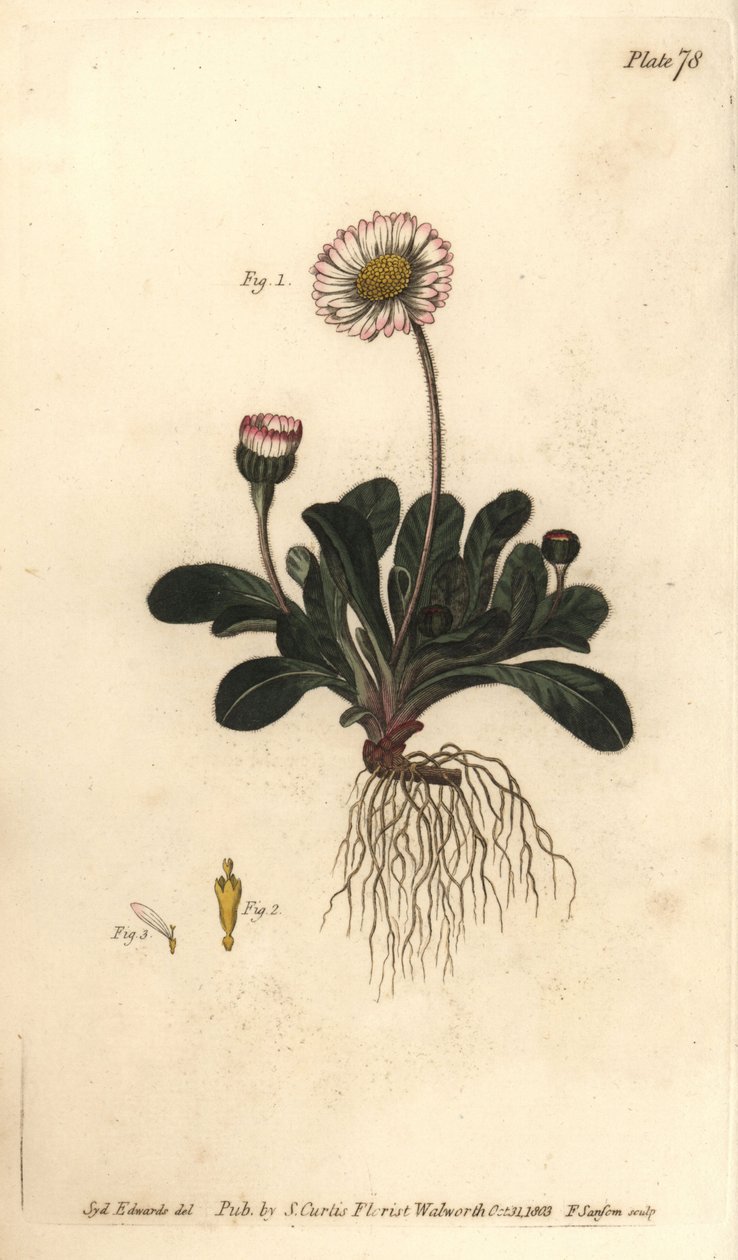 Daisy, Bellis perennis, Polygamia superflua. Ręcznie barwiony miedzioryt autorstwa F. Sansoma przedstawiający ilustrację botaniczną Sydenhama Edwardsa do Wykładów o botanice Williama Curtisa, dostarczony w Ogrodzie Botanicznym w Lambeth autorstwa Sydenham Teast Edwards