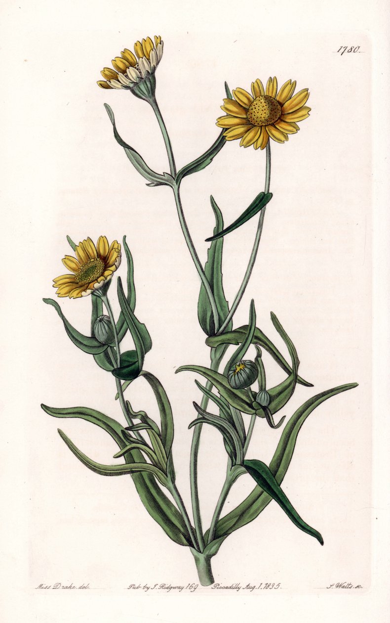 Daisy variete „złota”, endemiczna dla Kalifornii - Grawerowane przez S.Wattsa, z ilustracji Sarah Anne Drake (1803-1857), z rejestru botanicznego Sydenham Edwards (1768-1819), Anglia autorstwa Sydenham Teast Edwards