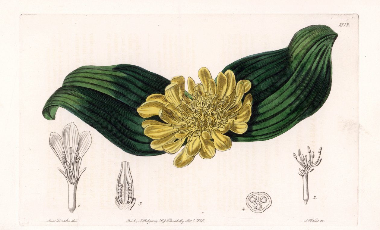 Daubenya Variete - Talerz grawerowany przez S.Wattsa, z ilustracji Sarah Anne Drake (1803-1857), z rejestru botanicznego Sydenham Edwards (1768-1819), Anglia autorstwa Sydenham Teast Edwards