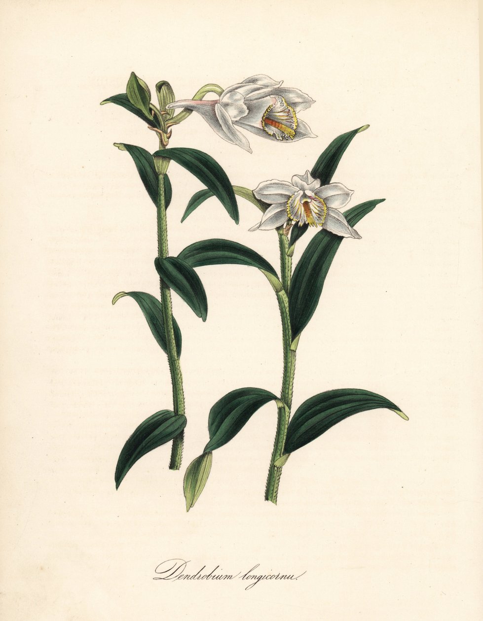 Dendrobium variete - storczyk Dendrobium długorogi, Dendrobium longicornu. Skopiowano z „” Botanical Register” Sydenhama Edwardsa. „Ręczny cynkograf autorstwa C. Chabot narysowany przez pannę M. A. Burnett z jej „” Plantae Utiliores: or Illustrations of Us autorstwa Sydenham Teast Edwards