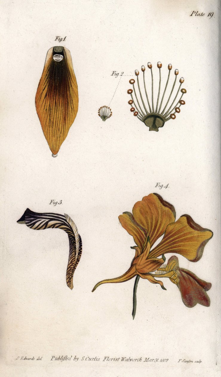 Szczegółowy opis łodygi i korony fritillary. Kolorowa miedzioryt, ilustracja Sydenham Edwards (1768-1819) dla Konferencji Botanicznej, Ogród Botaniczny Lambeth (Anglia) autorstwa Sydenham Teast Edwards
