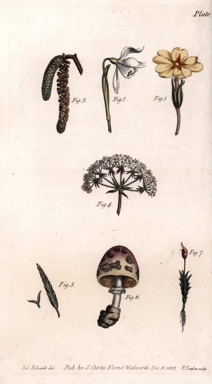 Różne kielichy: Primose, Snow Pierce, Orzech Laskowy, Cike, Trawa, Grzyb i Mech. Kolorowa miedzioryt, ilustracja Sydenham Edwards (1768-1819) dla Konferencji Botanicznej, Ogród Botaniczny Lambeth (Anglia) autorstwa Sydenham Teast Edwards