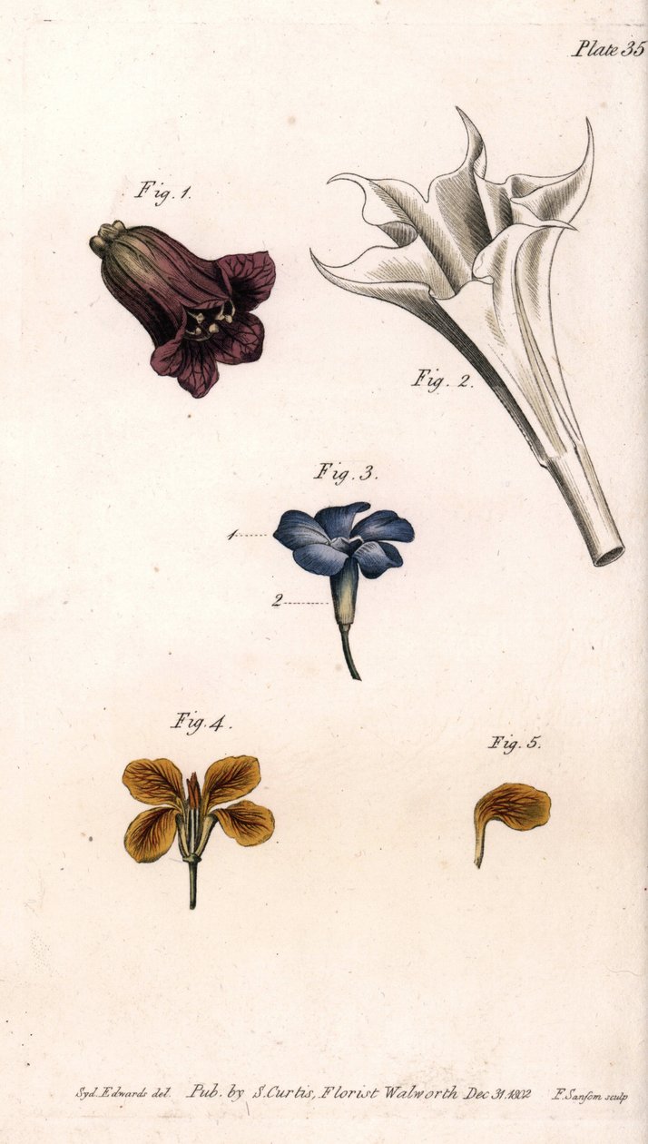 Różne korony: belladonna, bieluń stramoine, wielki barwinek i żyrofle ścian. Kolorowa miedzioryt, ilustracja Sydenham Edwards (1768-1819) dla Konferencji Botanicznej, Ogród Botaniczny Lambeth (Anglia) autorstwa Sydenham Teast Edwards