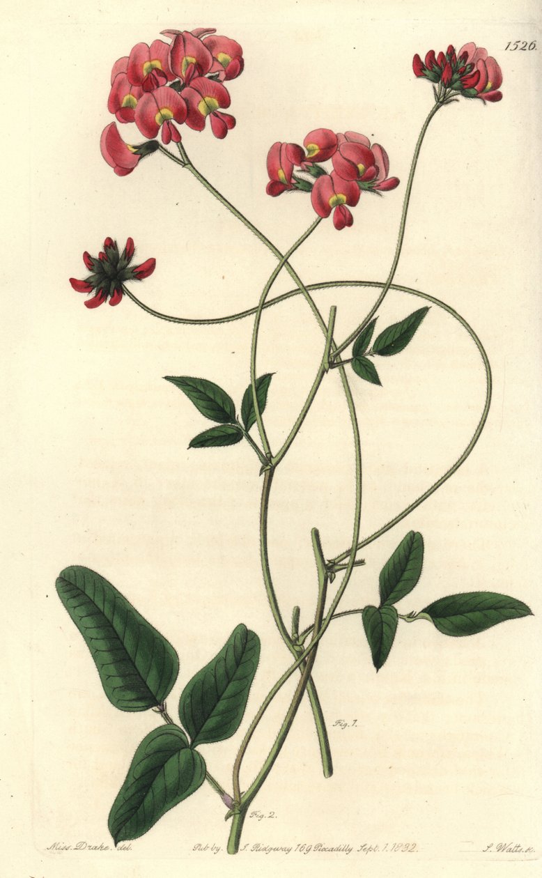 Rozszerzona kennedya, Kennedya dilatata. Ręcznie barwiony miedzioryt autorstwa S. Wattsa według ilustracji panny Sarah Drake z rejestru botanicznego Sydenham Edwards, Ridgeway, Londyn autorstwa Sydenham Teast Edwards