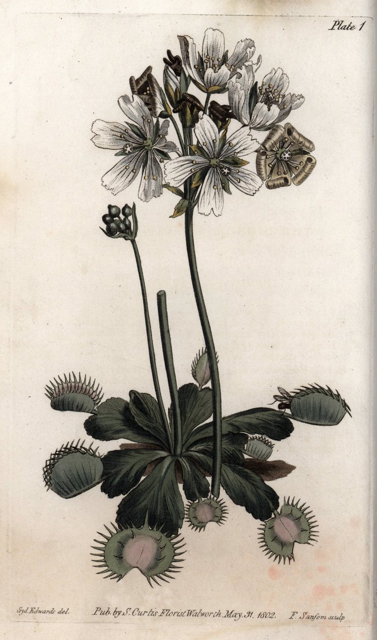 Dionee łapie pułapkę na muchę lub wilka. Kolorowa miedzioryt, ilustracja Sydenham Edwards (1768-1819) dla Konferencji Botanicznej, Ogród Botaniczny Lambeth (Anglia) autorstwa Sydenham Teast Edwards
