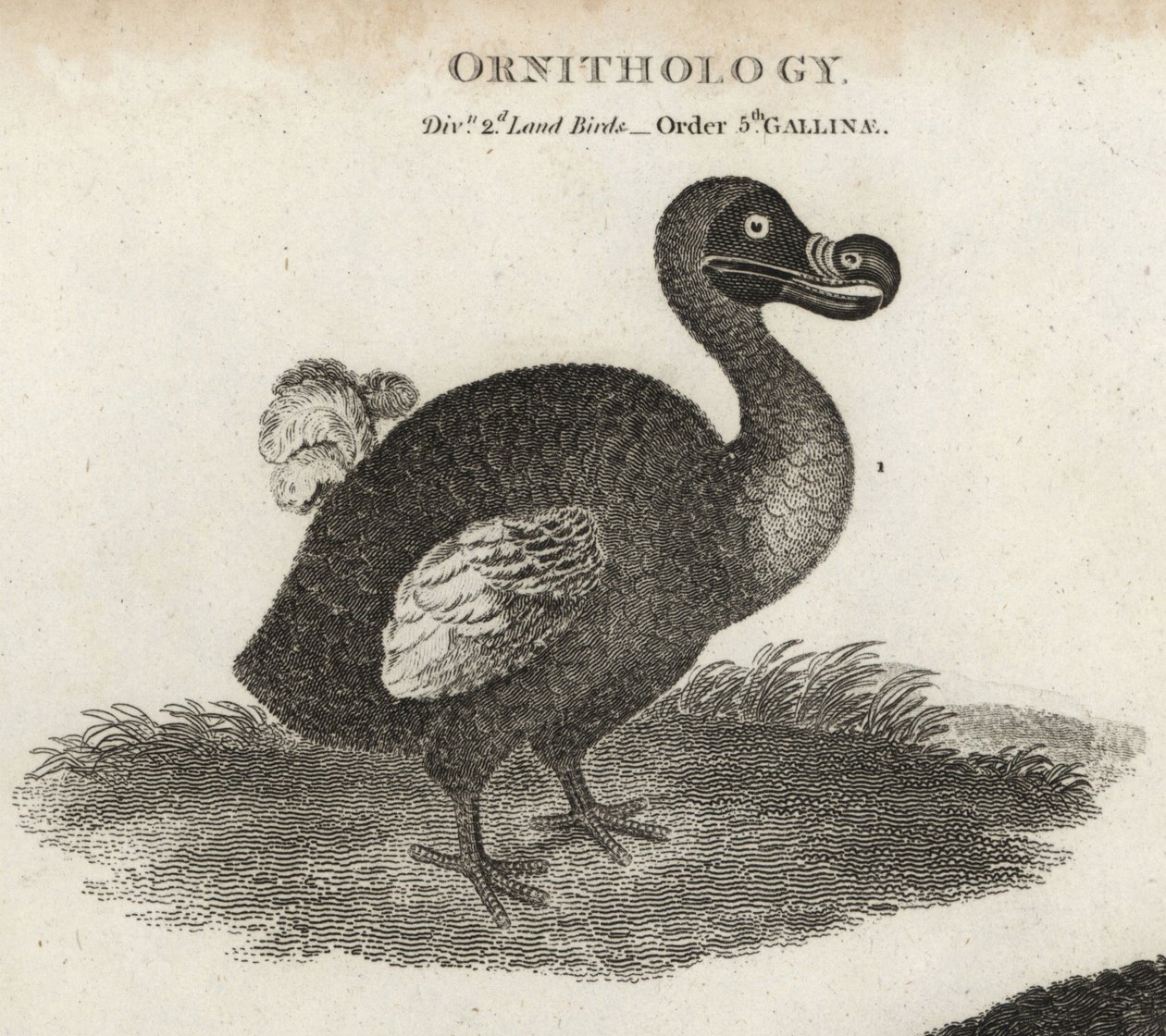 Dodo, Raphus cucullatus, wymarły ptak nielot. Miedzioryt T. Miltona wg ilustracji Sydenhama Edwardsa z Cyclopaedia lub Universal Dictionary Abrahama Reesa, Londyn autorstwa Sydenham Teast Edwards