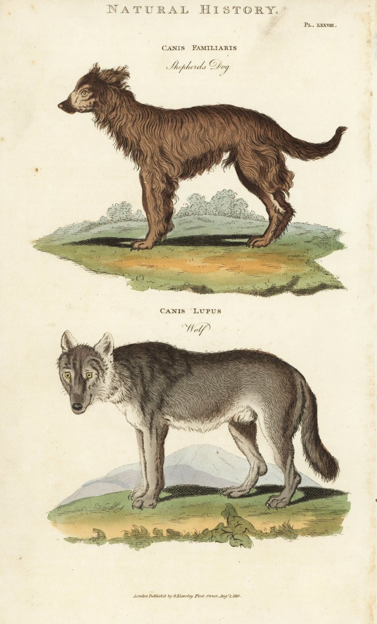 Pies i Wilk - Owczarek, Canis familiaris i wilk, Canis lupus. Ręcznie barwiony miedzioryt według Sydenhama Edwardsa z John Mason Good