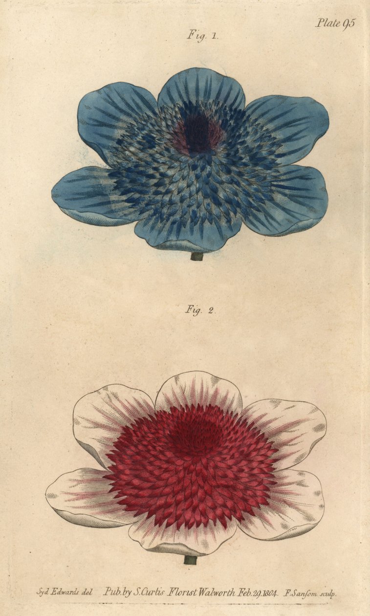Podwójny niebieski anemon i podwójny anemon, Anemone coronaria. Ręcznie kolorowany miedzioryt autorstwa F. Sansoma przedstawiający ilustrację botaniczną Sydenhama Edwardsa do wykładów Williama Curtisa na temat botaniki, dostarczony w Ogrodzie Botanicznym w autorstwa Sydenham Teast Edwards