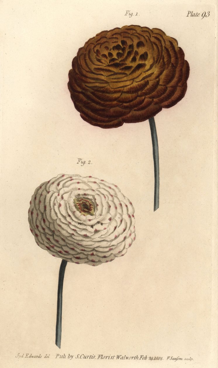 Odmiany jaskier podwójny, jaskier perski, Jaskier azjatycki. Ręcznie kolorowany miedzioryt autorstwa F. Sansoma przedstawiający ilustrację botaniczną Sydenhama Edwardsa do wykładów Williama Curtisa na temat botaniki, dostarczony w Ogrodzie Botanicznym w La autorstwa Sydenham Teast Edwards