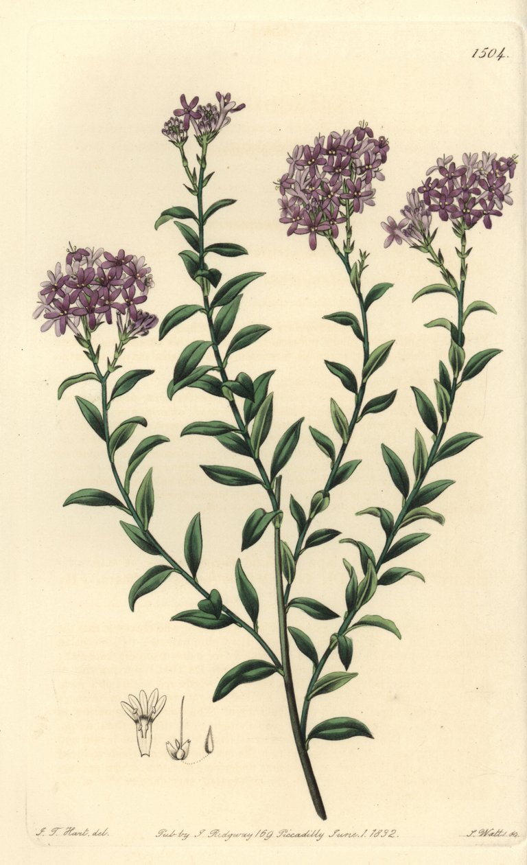 Selago doktora Gilla, Selago gillii. Ręcznie barwiony miedzioryt autorstwa S. Wattsa według ilustracji J.T. Hart z rejestru botanicznego Sydenham Edwards, Ridgeway, Londyn autorstwa Sydenham Teast Edwards