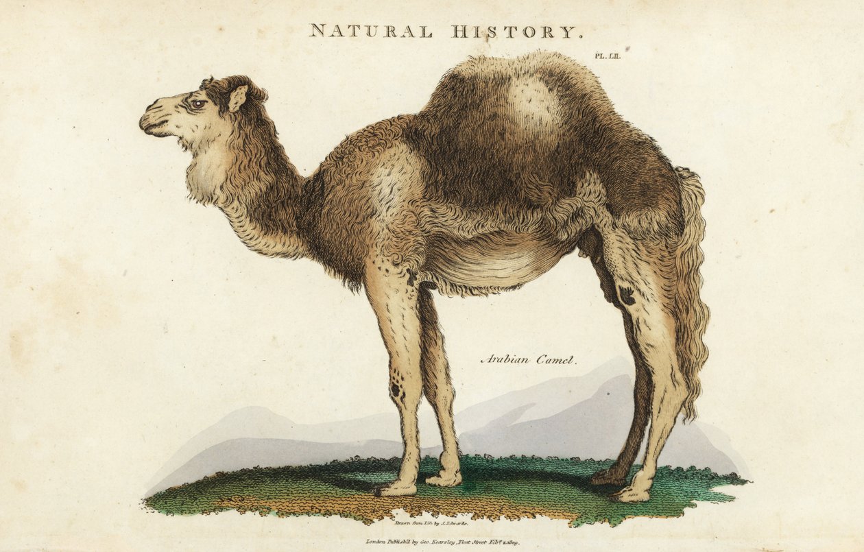 Dromader - wielbłąd arabski, dromader lub jednogarbny, Camelus dromedarius. Ręcznie barwiony miedzioryt według Sydenhama Edwardsa z John Mason Good