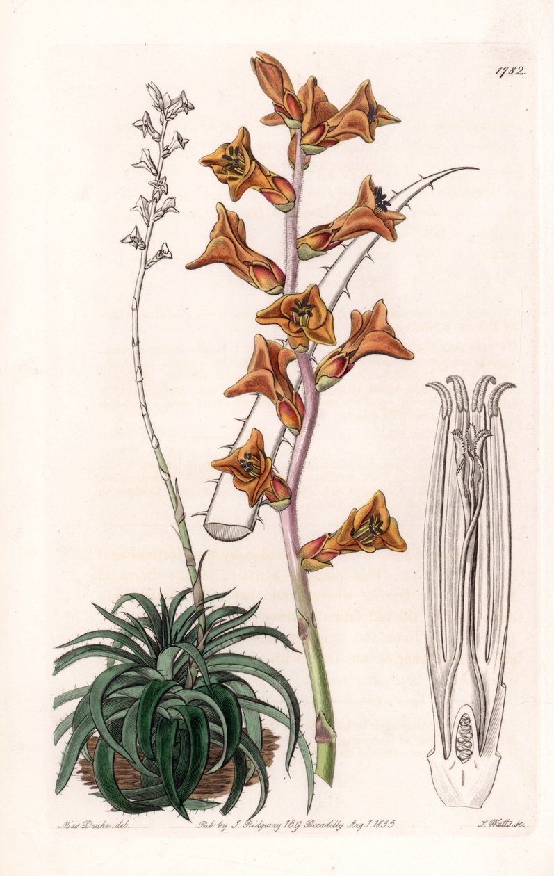Dyckia, soczysta roślina o pomarańczowych kwiatach, pochodząca z Brazylii - Grawerowana tablica autorstwa S.Watts, z ilustracji Sarah Anne Drake (1803-1857), z rejestru botanicznego Sydenham Edwards (1768-1819), Anglia autorstwa Sydenham Teast Edwards