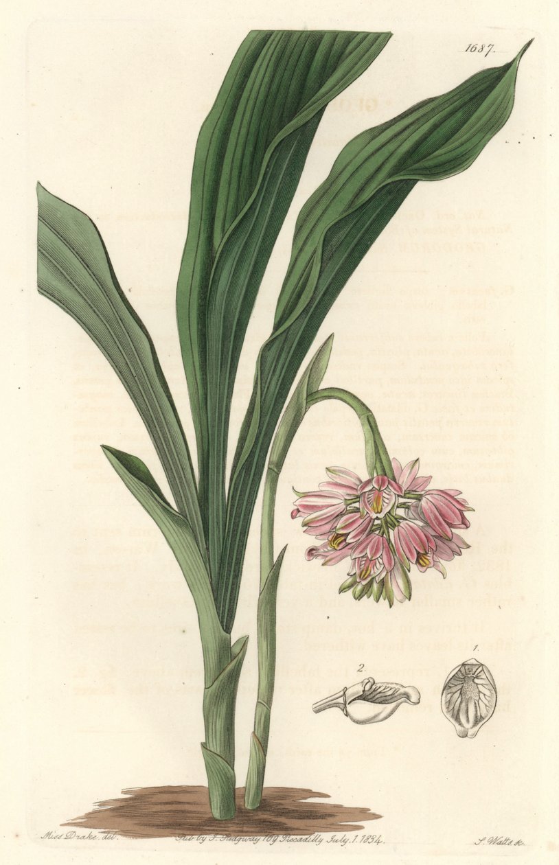 Earth Orchid, pochodzący ze Sri Lanki - S. Watts Strong Water z ilustracji Sarah Anne Drake (1803), z rejestru botanicznego autorstwa Sydenham Teast Edwards