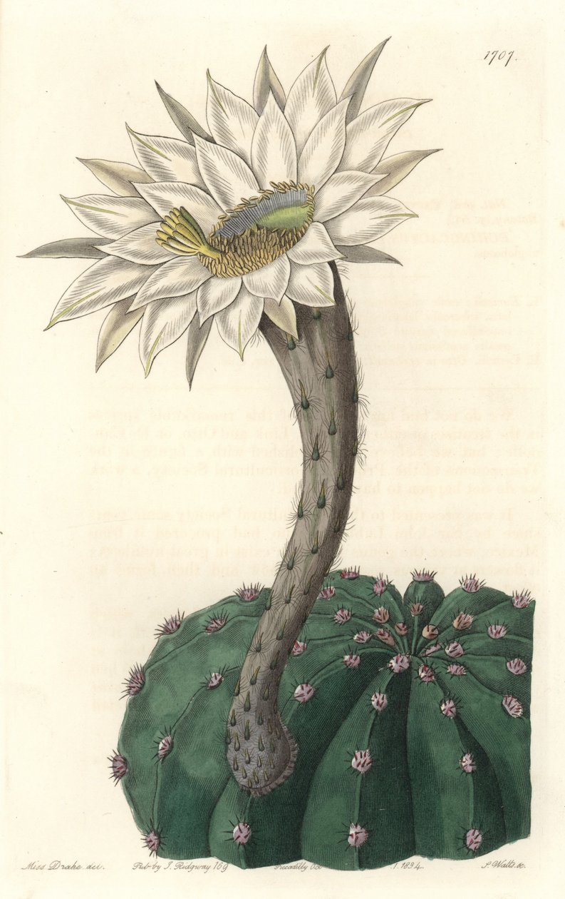 Echinocactus eyriesii, kwitnący kaktus, pochodzący z Meksyku - Mocna woda autorstwa S. Wattsa z ilustracji Sarah Anne Drake (1803-1857), z rejestru botanicznego autorstwa Sydenham Teast Edwards
