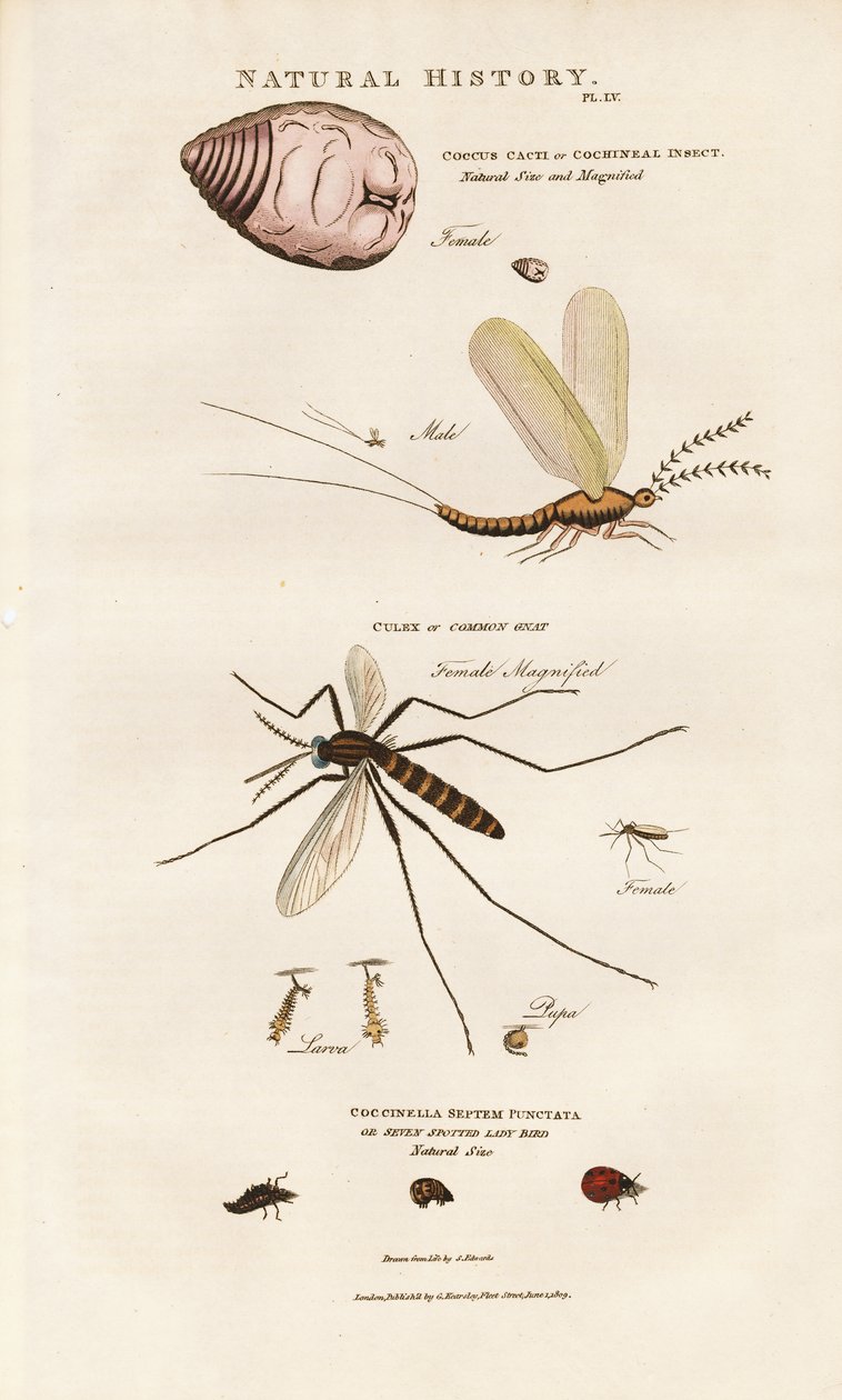  autorstwa Sydenham Teast Edwards