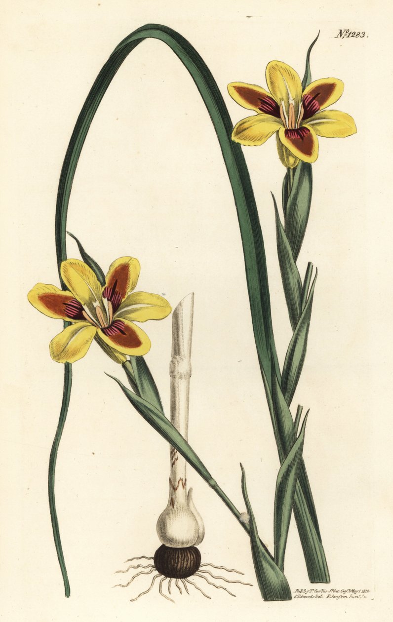 Elegancka moraea, Moraea elegans (Moraea spicata). Ręcznie barwiony miedzioryt autorstwa F. Sansoma Jr. według ilustracji Sydenhama Edwardsa z magazynu botanicznego Williama Curtisa, T. Curtis, Londyn autorstwa Sydenham Teast Edwards