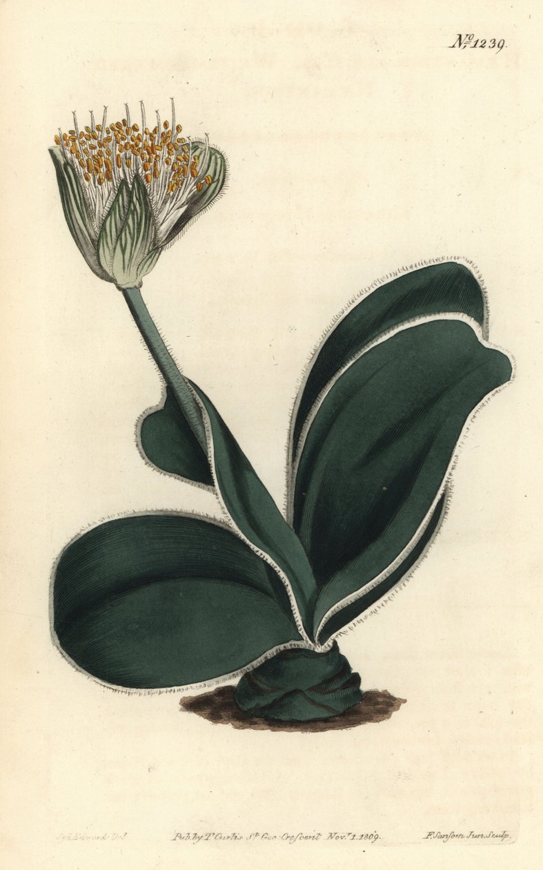 Ucho słonia - haemanthus białokwiatowy, haemanthus albiflos. Ręcznie barwiony miedzioryt autorstwa F. Sansoma Jr. według ilustracji Sydenhama Edwardsa z magazynu botanicznego Williama Curtisa, T. Curtis, Londyn autorstwa Sydenham Teast Edwards