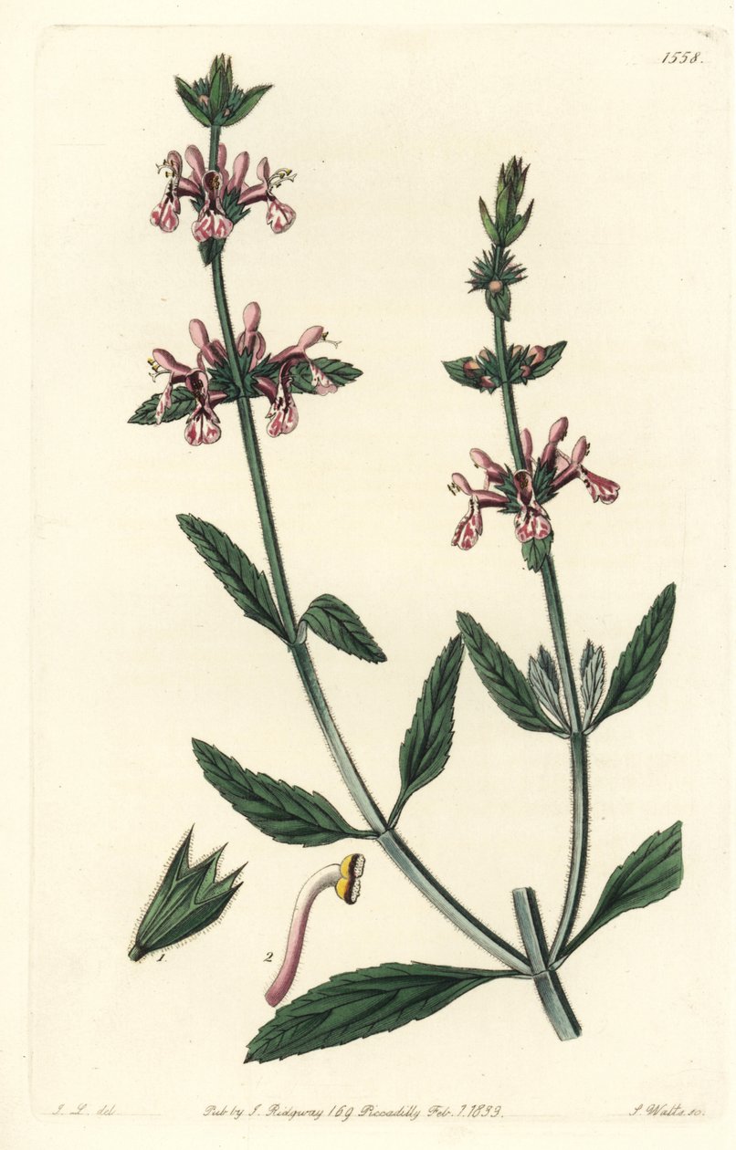 Epiary - Stachys albicaulis, Stachys albicaulis. Ręcznie barwiony miedzioryt autorstwa S. Wattsa według ilustracji Johna Lindleya z Sydenham Edwards