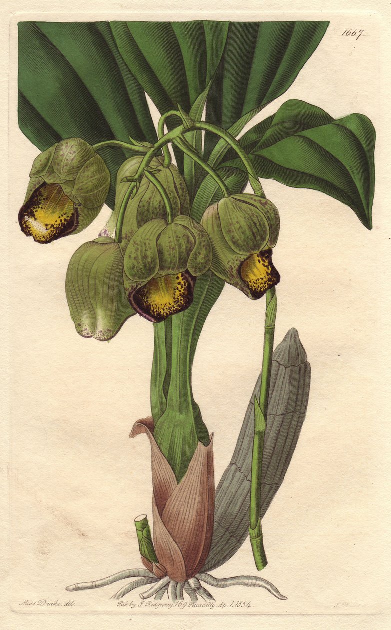 Storczyk epifityczny, bladożółty catasetum, pochodzący z Brazylii - Water forte autorstwa S. Wattsa z ilustracji Sarah Anne Drake (1803-1857), z rejestru botanicznego autorstwa Sydenham Teast Edwards